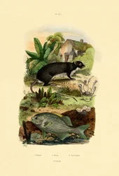 Chub, 1833-39